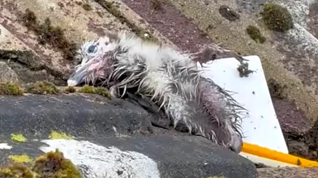 Rescuers Find Soaked Baby Bird Struggling On Rooftop — And Watch Him Turn Fluffy