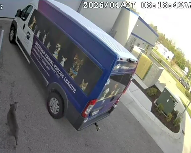 Security Camera Captures Stray Dog Checking Herself Into Animal Shelter