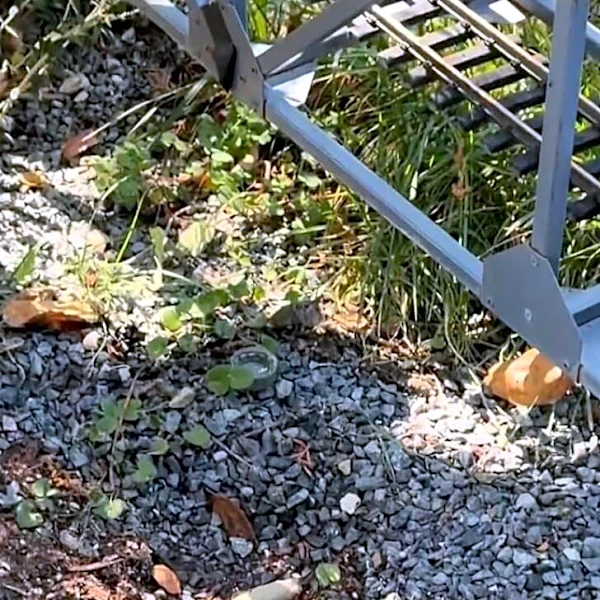 Man Drops Yard Work When He Finds 'Tiniest' Baby He’s Ever Seen In Need Of Help