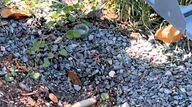Man Drops Yard Work When He Finds 'Tiniest' Baby He’s Ever Seen In Need Of Help