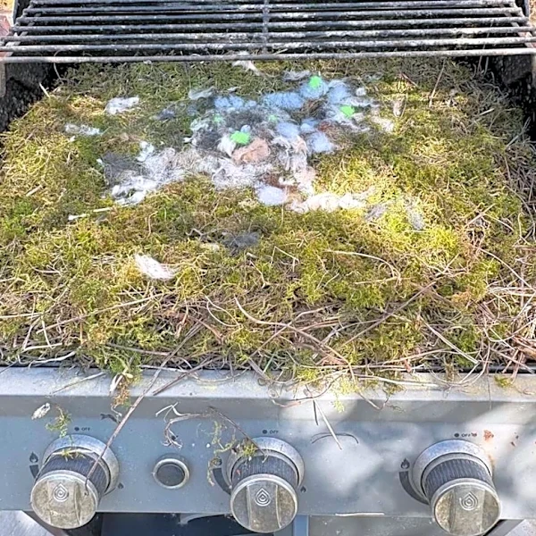 Man Goes To Clean His Grill And Discovers A Tiny Family Living Inside