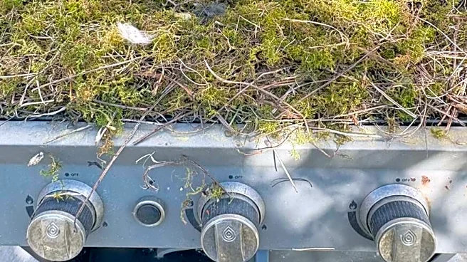 Man Goes To Clean His Grill And Discovers A Tiny Family Living Inside
