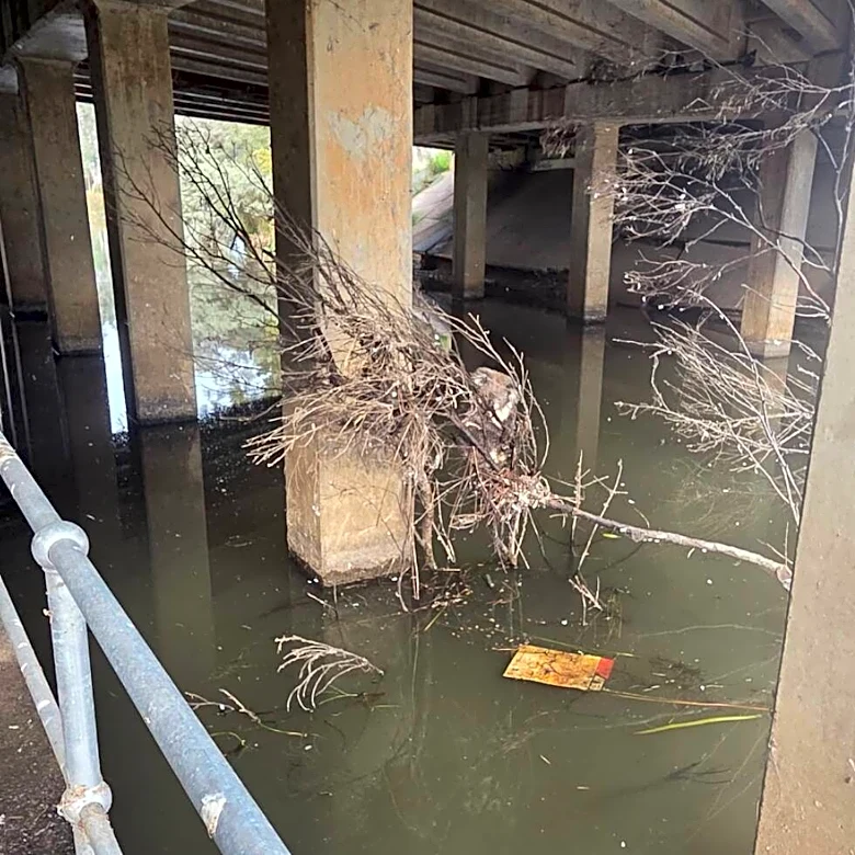 Couple On Walk Calls For Help When They See Mama And Baby Clinging To Branch