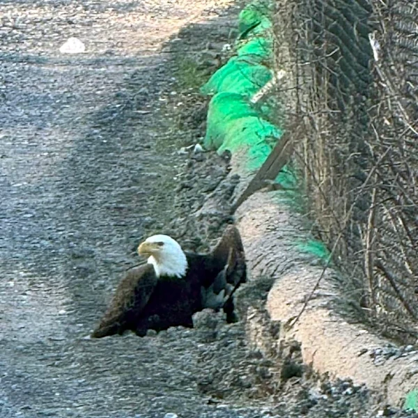 Construction Workers Spot Bald Eagle Walking Down Road — Then They Realize Why