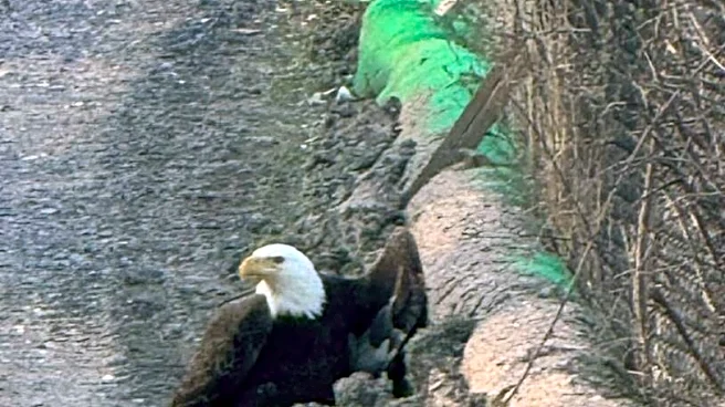 Construction Workers Spot Bald Eagle Walking Down Road — Then They Realize Why