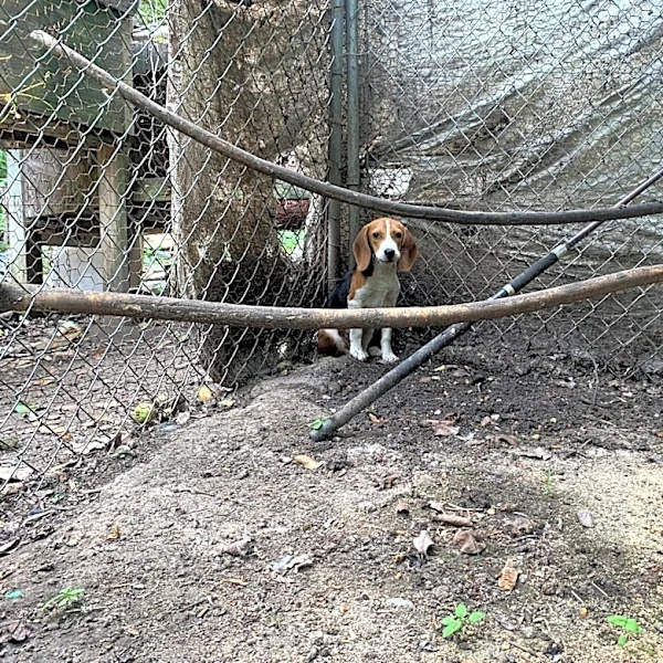 He Was 'Too Gentle' To Hunt — So He Spent A Year Locked In A Cage