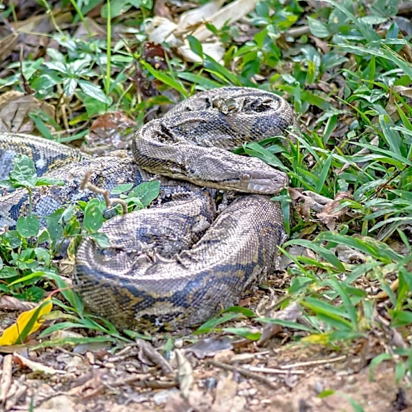 Man Lifts Propane Tank Cover — And Reveals A 6-Foot Scaly Surprise