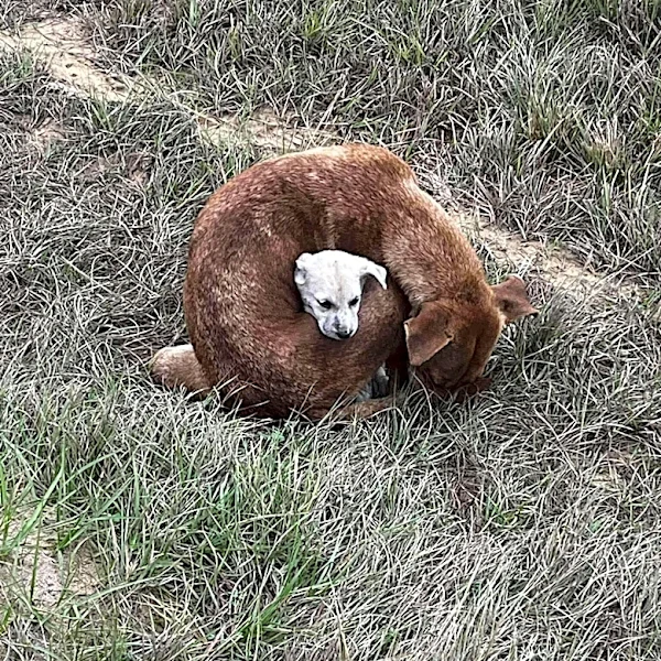 Rescuer Finds Stray Dog Wrapped Around Her Baby, Trying To Save Him From Freezing