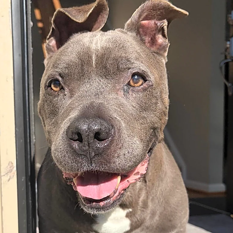 Dog Given 6 Months To Live Is 'Reverse Aging' Thanks To Weekly Ice Cream