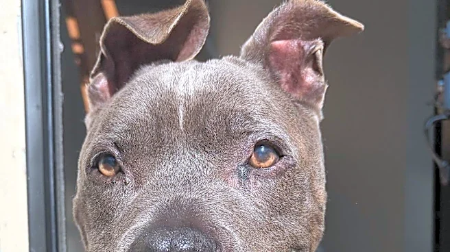 Dog Given 6 Months To Live Is 'Reverse Aging' Thanks To Weekly Ice Cream