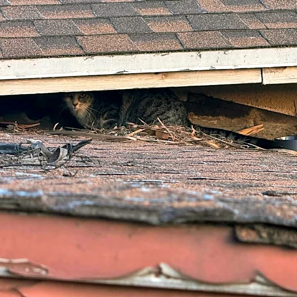 Stray Cat Shows Up On Woman's Fence Carrying A Kitten — Then Returns With Another