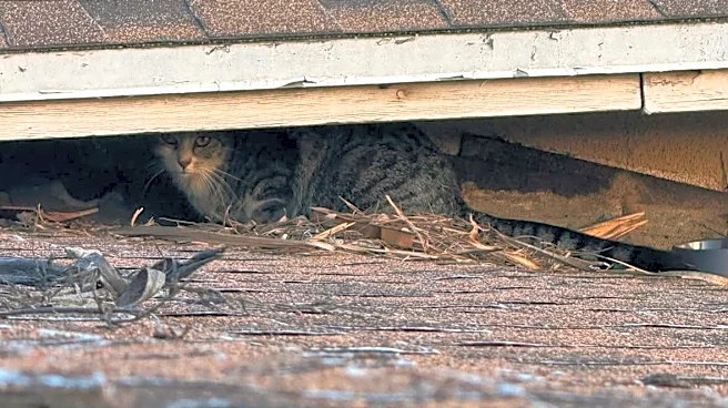 Stray Cat Shows Up On Woman's Fence Carrying A Kitten — Then Returns With Another