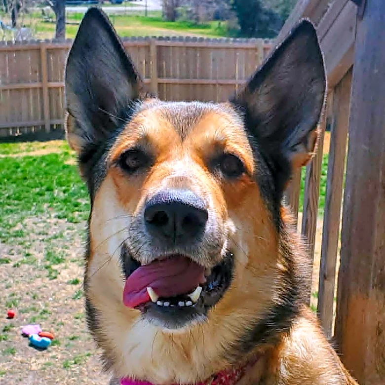 Woman Checks Pool Camera And Realizes Her Dog Just Saved A Little Life