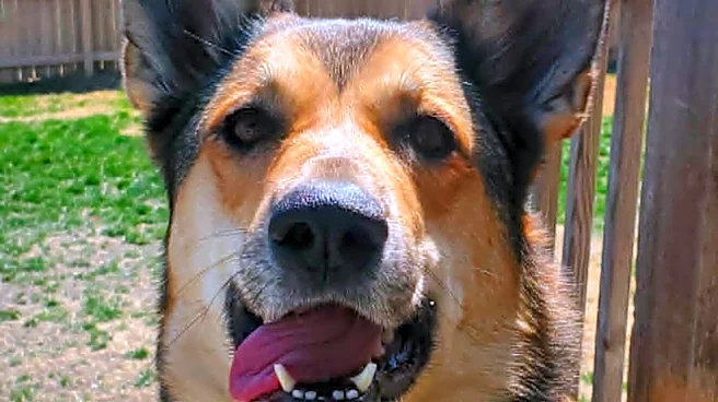 Woman Checks Pool Camera And Realizes Her Dog Just Saved A Little Life