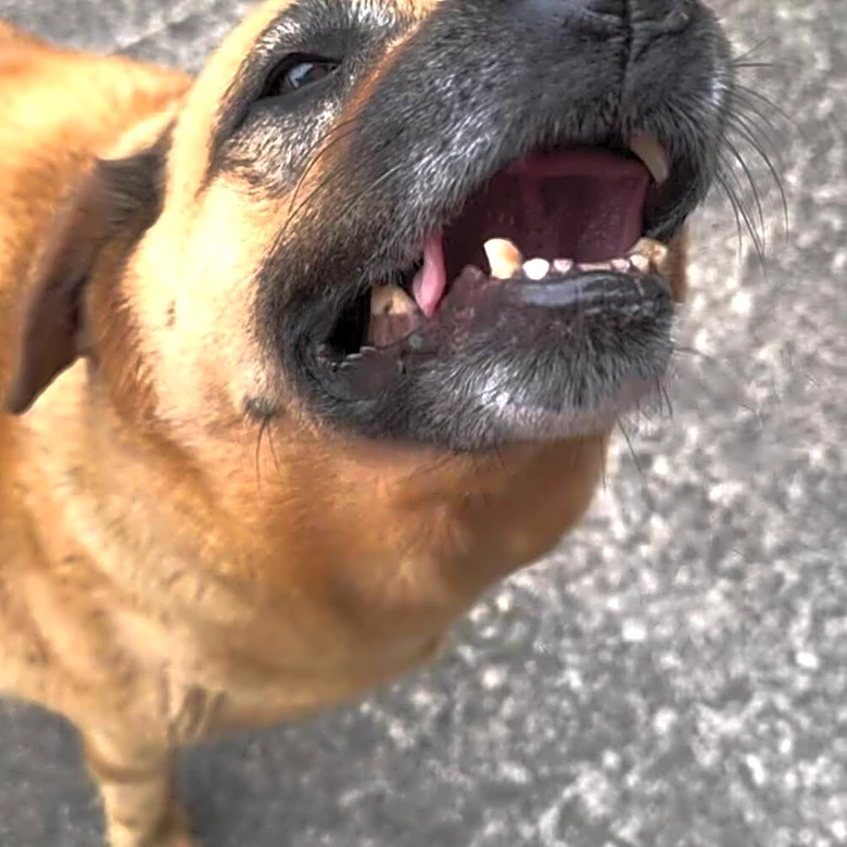 Mom Follows Dog To See Why He Keeps Carrying His Food Bowl Next Door