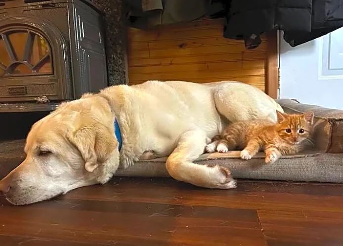 Loyal Dog Sits In The Same Spot Each Day — Hoping His Missing Friend Returns