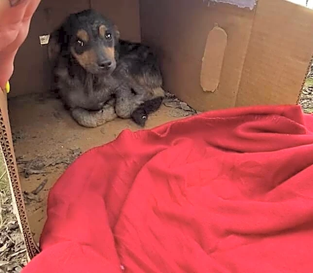 Rescuers Check Cardboard Box And Find Shivering Puppy Hiding From Rainstorm