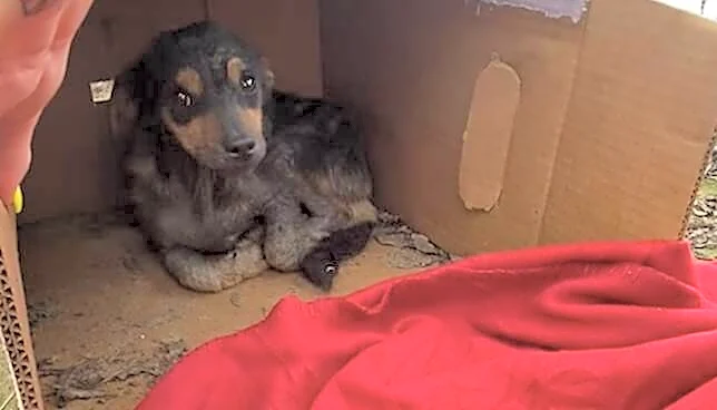 Rescuers Check Cardboard Box And Find Shivering Puppy Hiding From Rainstorm