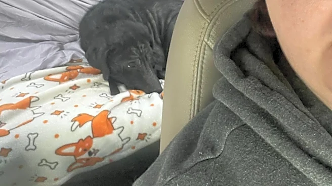 Rescuer Gives Terrified Dog One Simple Piece Of Clothing — And Everything Changes