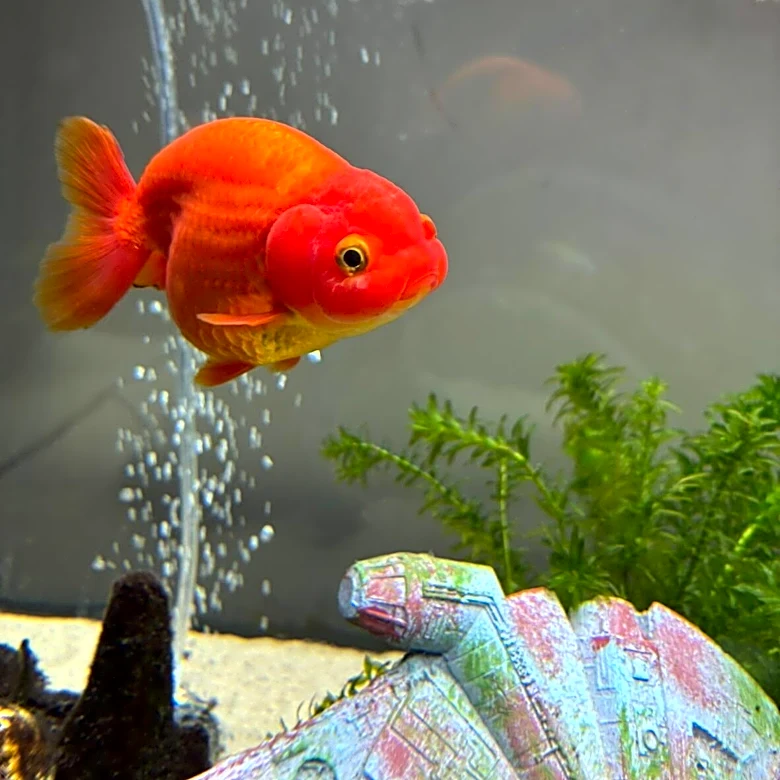 Her Goldfish Started Acting Strangely — Then She Saw What Was In His Mouth