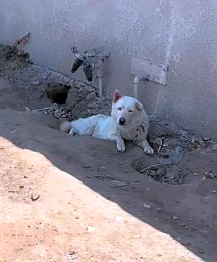 Call About 'Aggressive' Stray Dog Leads Rescuer To The Adorable Truth