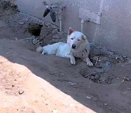 Call About 'Aggressive' Stray Dog Leads Rescuer To The Adorable Truth