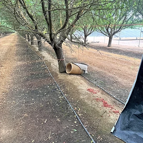 Rescuers Find Laundry Hampers Abandoned Among Orchard Trees With So Many Babies Inside