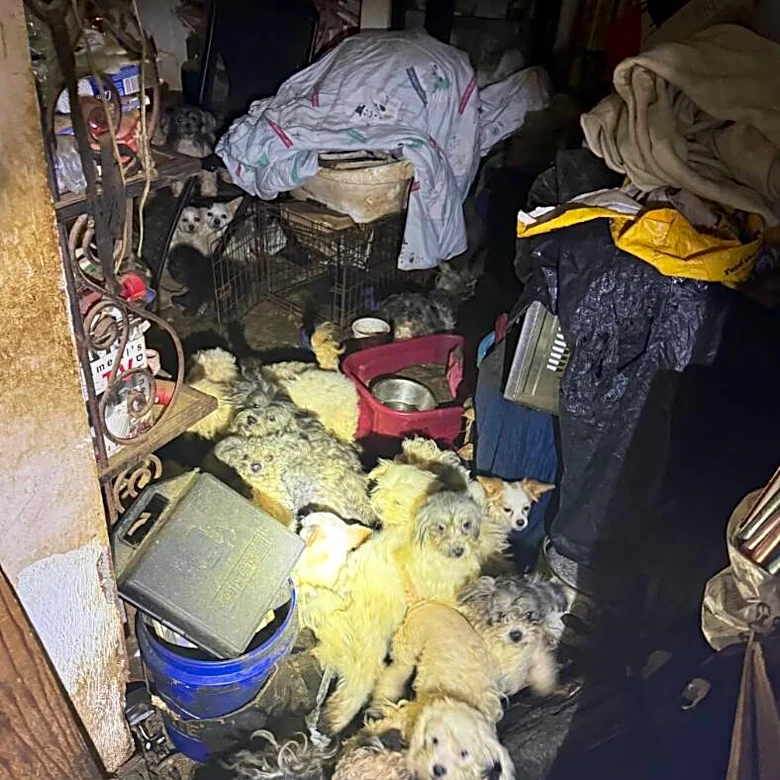 Rescuers Shine Flashlights Inside Abandoned Home — And Find 47 'Sweet Survivors'