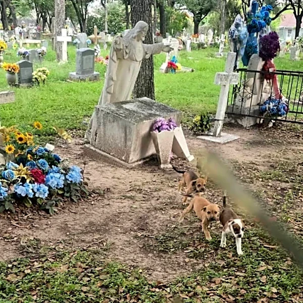 Abandoned Pack Of Babies Swarm Cemetery Visitor's Feet, Begging For Help