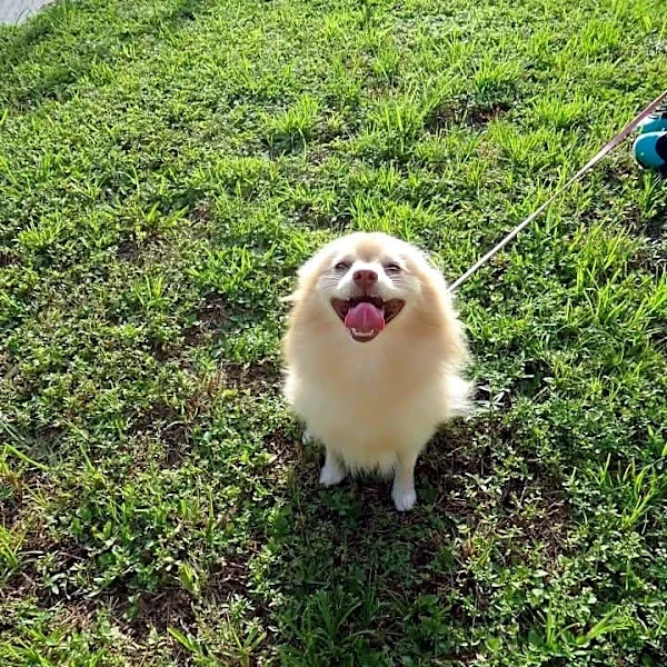 Woman Gets Call Saying Her Dog Was Found After 12 Years — And Thinks It's A Scam