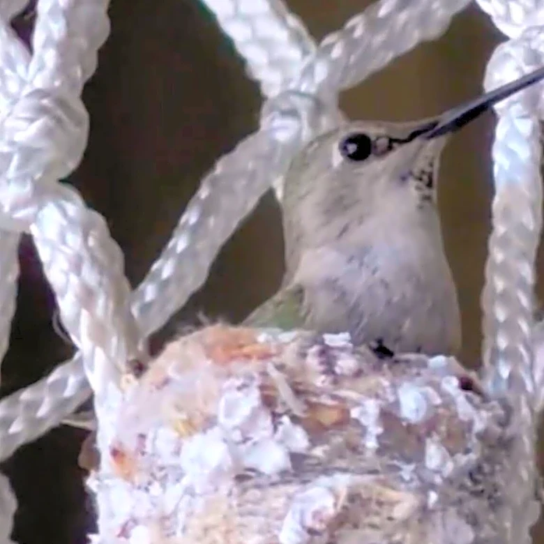 Firefighters Put Basketball Games On Hold To Help Tiny Animal Living In Hoop