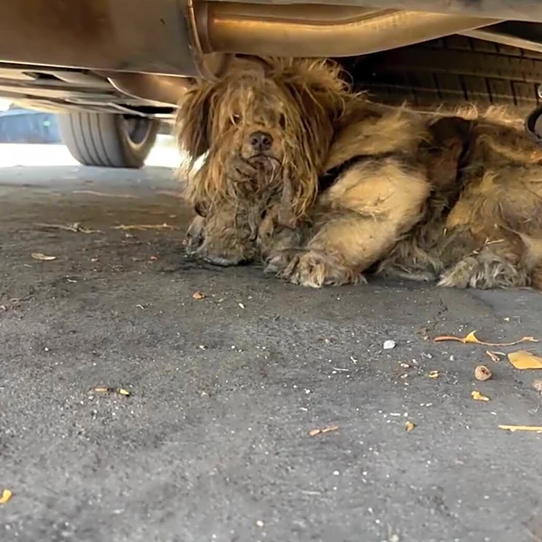Matted Dog Living Under Car In ‘Unbearable Heat’ Turns Heads After His First Ever Haircut