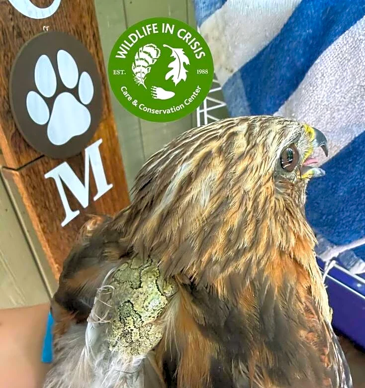 Woman Pulls Drowning Hawk From Pool — And Ends Up Saving 3 Animals At Once