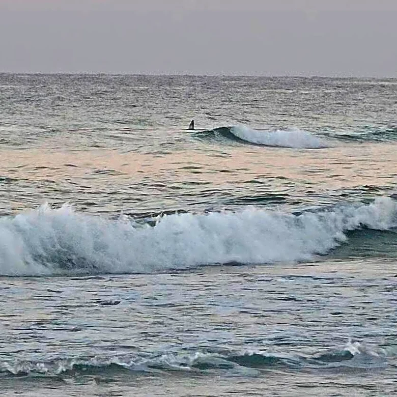 Great White Shark Gets Stranded On The Beach, Until A Group Of Heroes Arrives