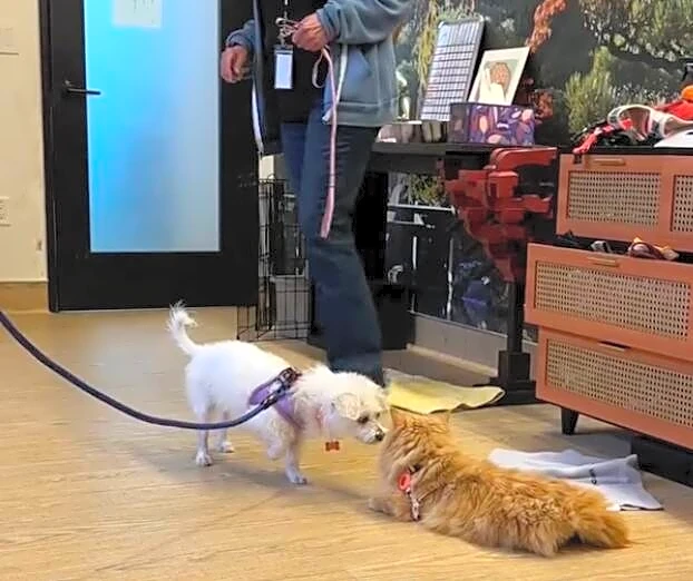 Cat Clocks Into Work Twice A Month For The Most Important Job At Dog Shelter