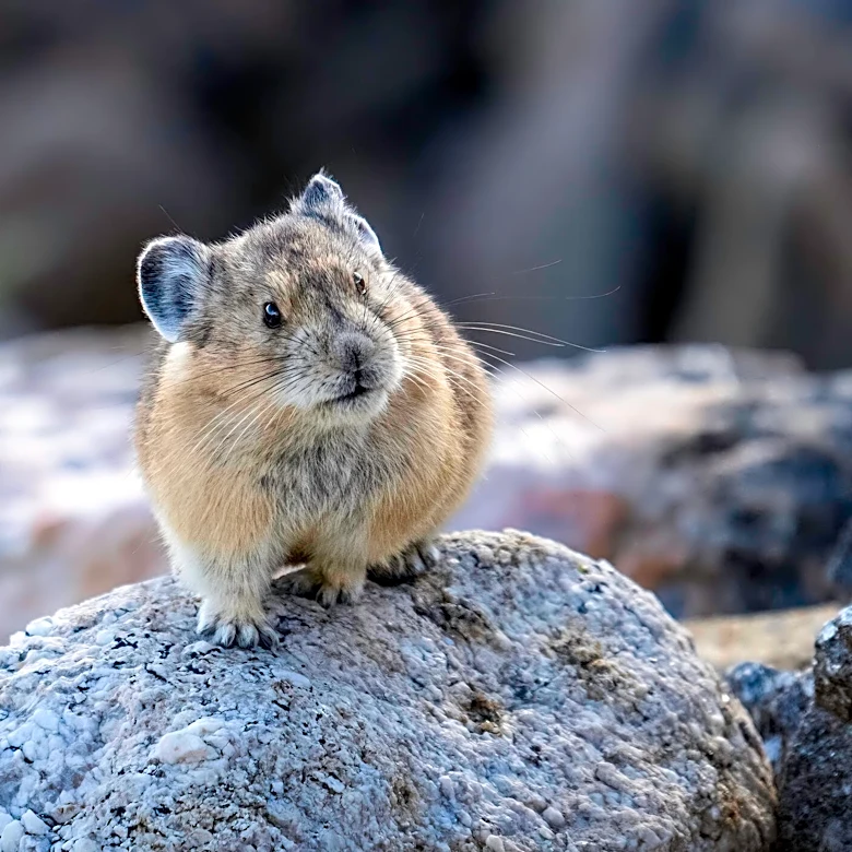 Photographer Zooms In On Rocks To Find The Little Animal Making A Very Big Sound