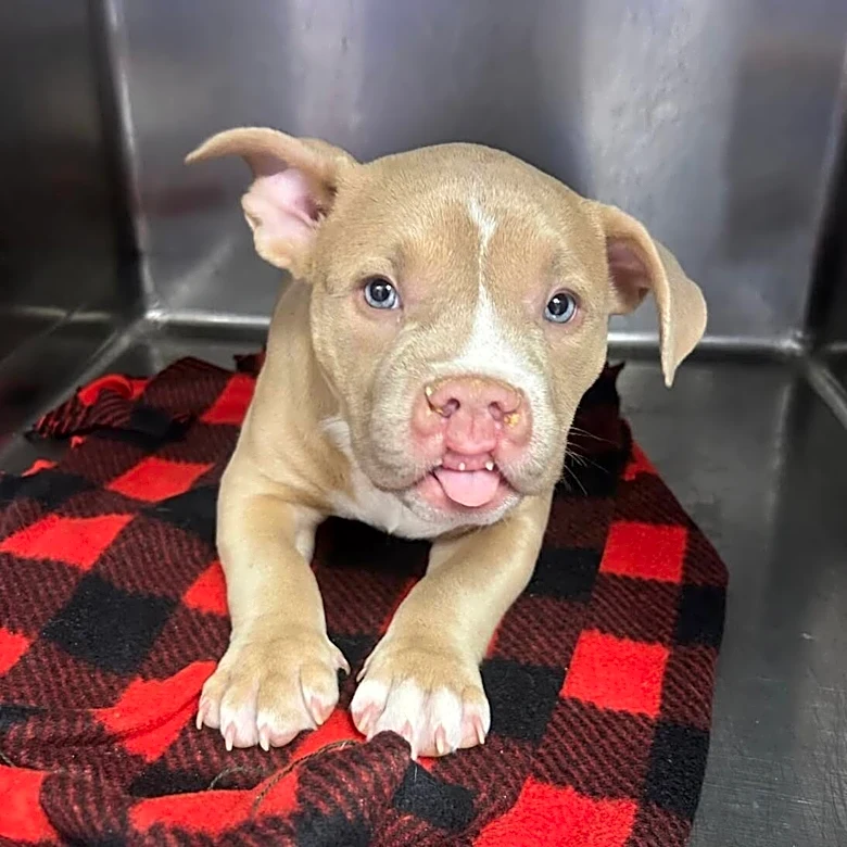 Little ‘Gremlin’ With Cleft Lip Is So Happy To Meet Someone Who Gets Her