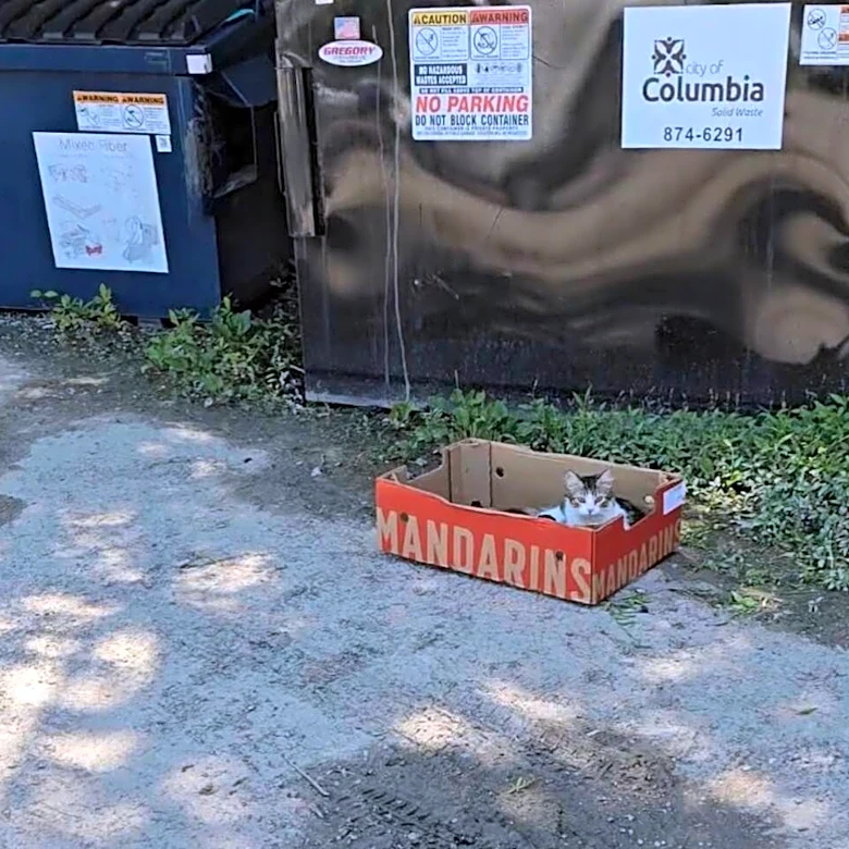 Cleaners Take Out Trash And Find A Mama Nursing Her Babies In Mandarin Box