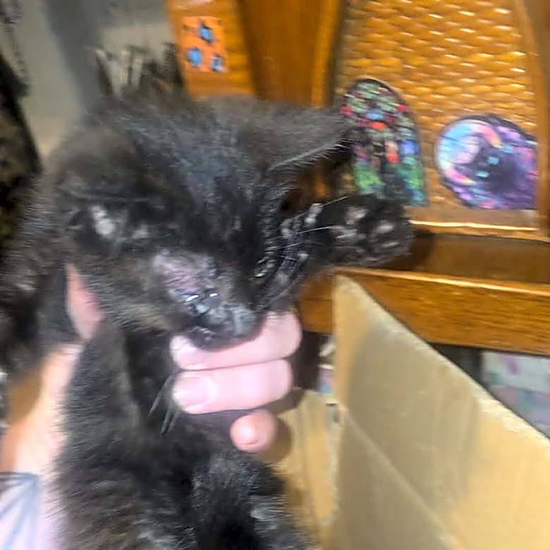 Woman Wakes Up At 4 A.M. And Hears Tiny Cries Coming From The Highway