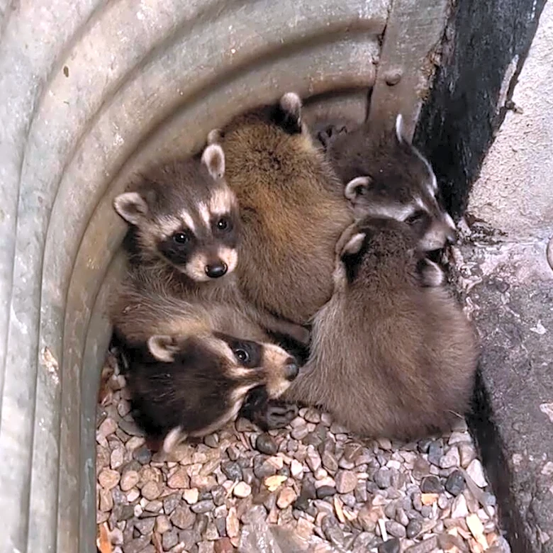 Guy Hears Odd Noise Outside His Basement And Finds Pile Of Babies Huddled Together