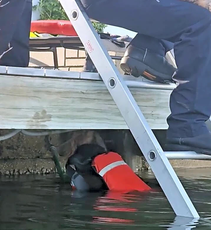 Firefighters Jump Into Lake To Save Drowning ‘Dog’ — But Rescue A Very Different Animal