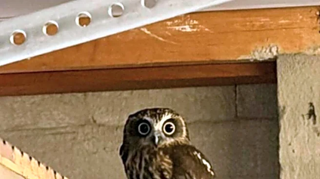 Man Opens Garage For First Time In 4 Days And Finds Beautiful Bird Trapped Inside