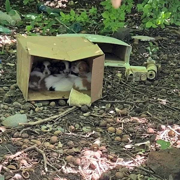 Woman Stumbles On Cardboard Box In The Woods — And It's Full Of Sleeping Babies