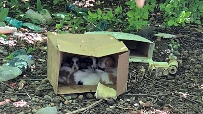 Woman Stumbles On Cardboard Box In The Woods — And It's Full Of Sleeping Babies