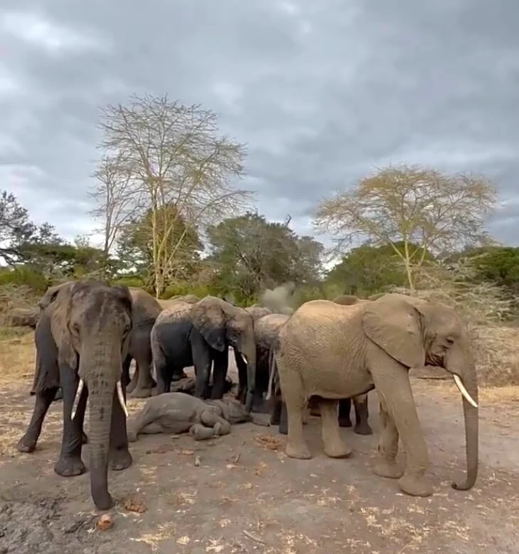 Caretakers Spot Baby Elephant Asleep At Adult's Feet — Then Realize The Sweet Reason Why