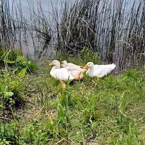 Kayakers Pass Group Of White Ducks Who Look 'Out Of Place' — Then Realize Why