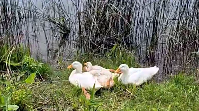 Kayakers Pass Group Of White Ducks Who Look 'Out Of Place' — Then Realize Why