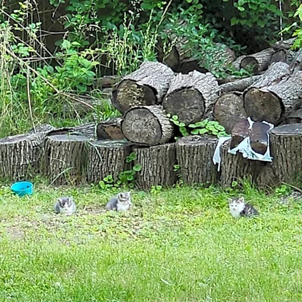 Movement In Woodpile Leads Woman To Entire Fuzzy Family In Need Of Help