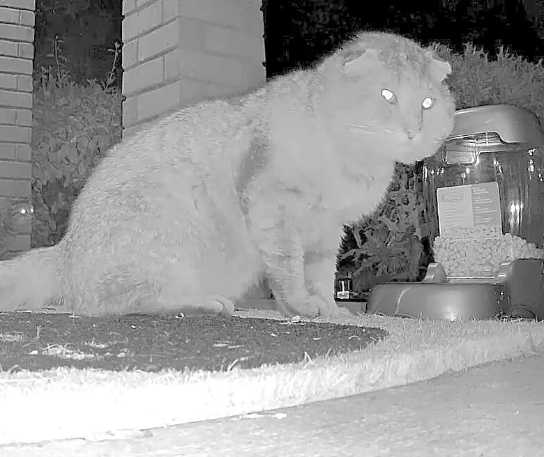 Desperate Stray Shows Up Outside Woman’s Window And Begs To Join Her Family