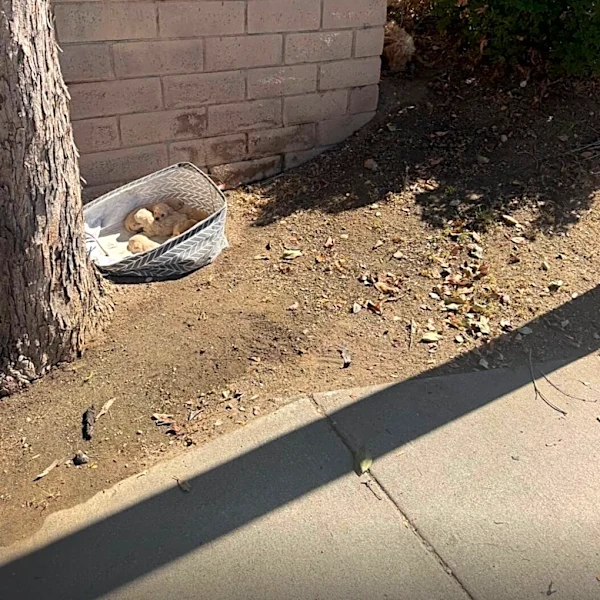 Rescuer Finds Basket Full Of Abandoned Puppies — Then She Looks Around The Corner